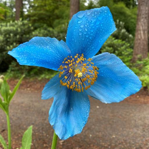 AlienStacker