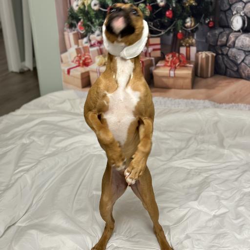 Daggz