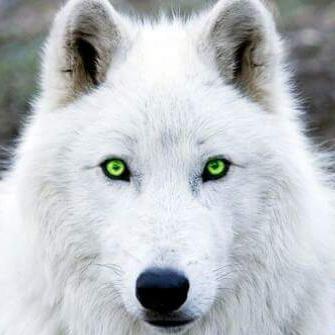 MrWolfie56