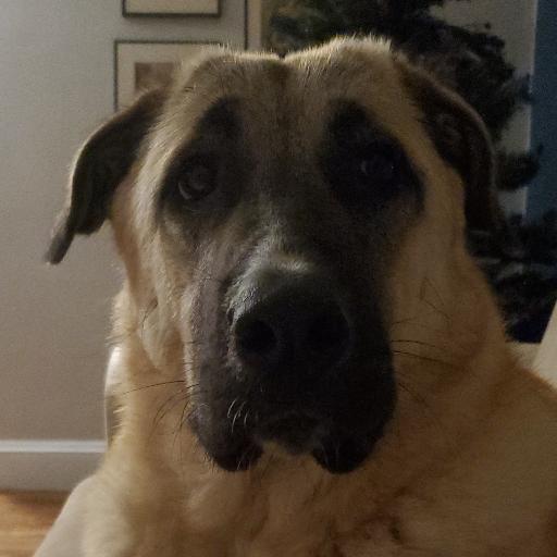 HusnuBey