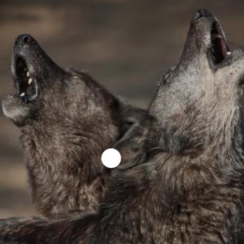 SoulOfTheWolf