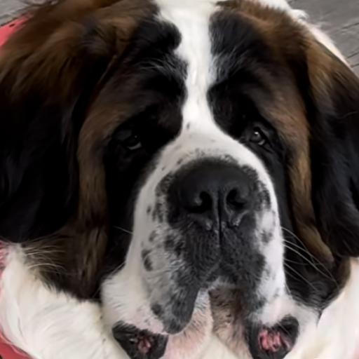 Gigdog