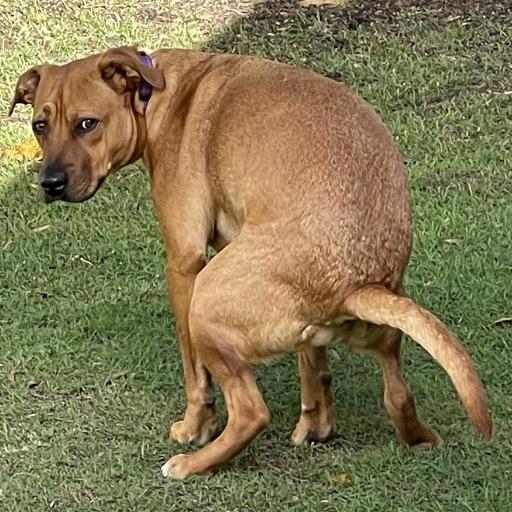 PiperTheDawg
