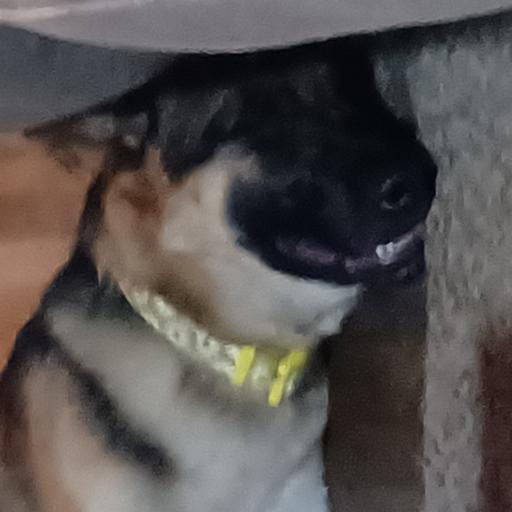 AtlasJenny