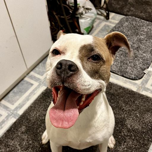 Dillybean