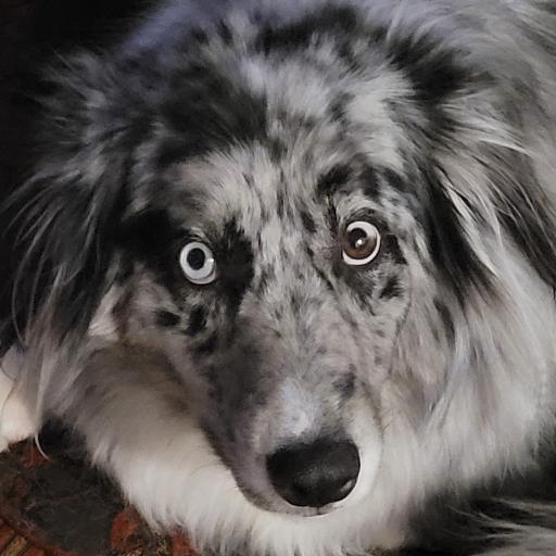 Sirberus406