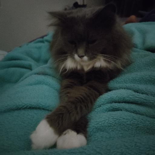 Grey_Tiger
