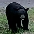 Grumblebear