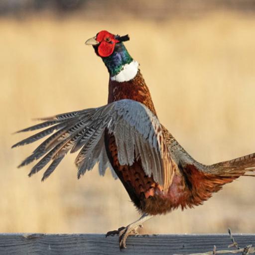 DitchChicken