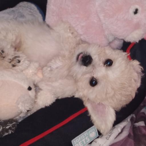 PuppyPretzel