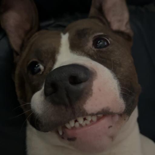 HebeisenBEAST
