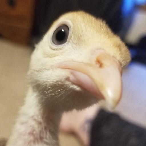 Madfurball