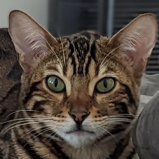 Tgibz