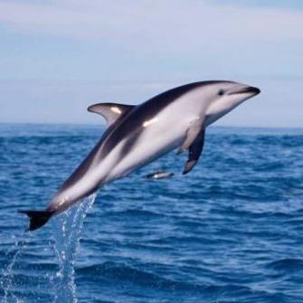 DuskyDolphin