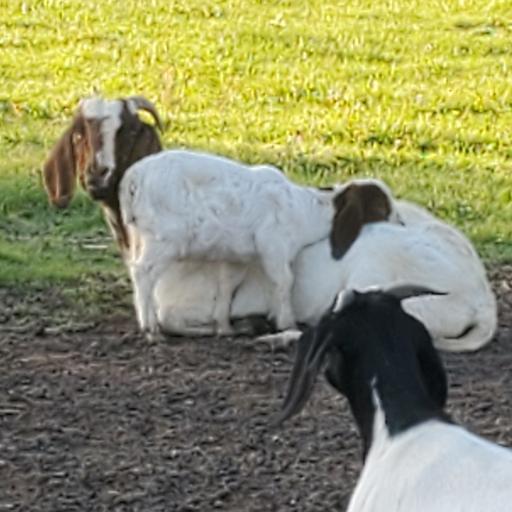 GoatGirl