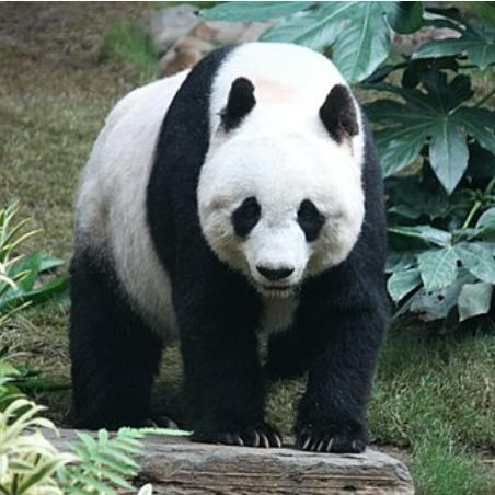 Pandababy113z