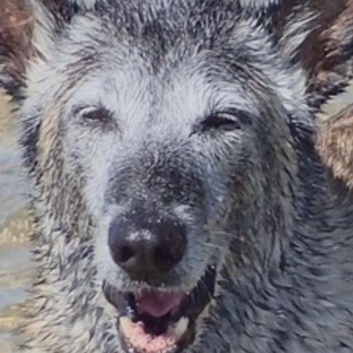 Louloute971