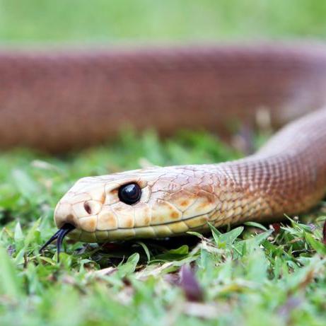 Coastal_Taipan