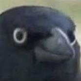 The_Crow
