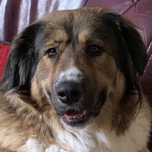 ZaraBear