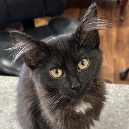 Crazyoldbat