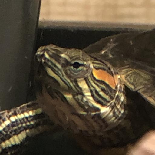 EmperorGreg