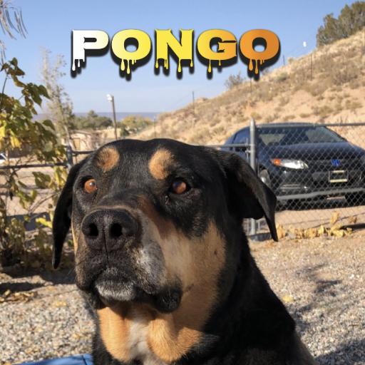 P0NGO
