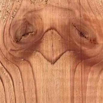 Bearsquatch