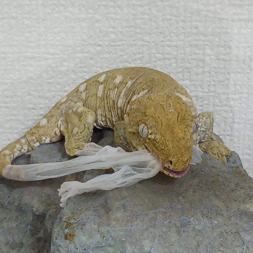 Leachie
