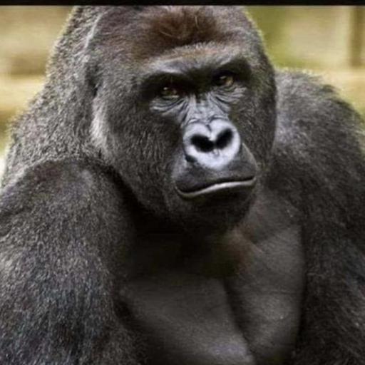 GorillaLandLord