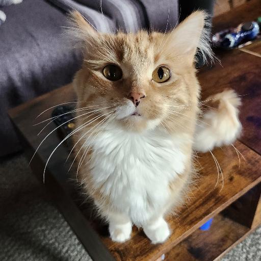 LuckyPaws23