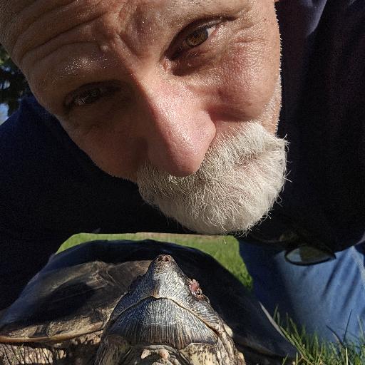 Turtledad