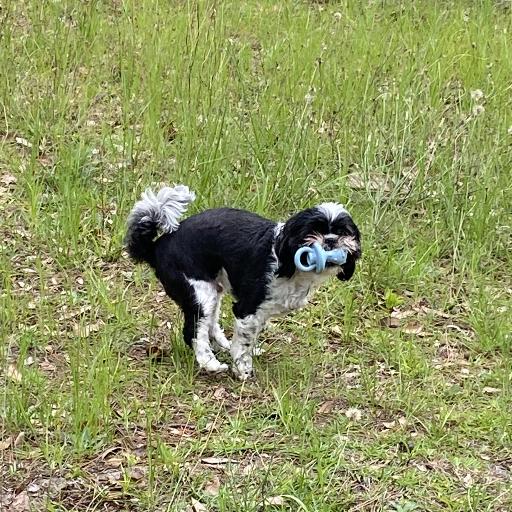 ChronicTonic