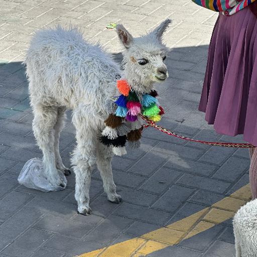 MarchinoGino