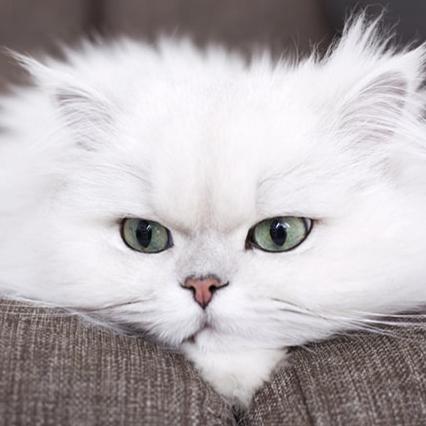 RescueCat