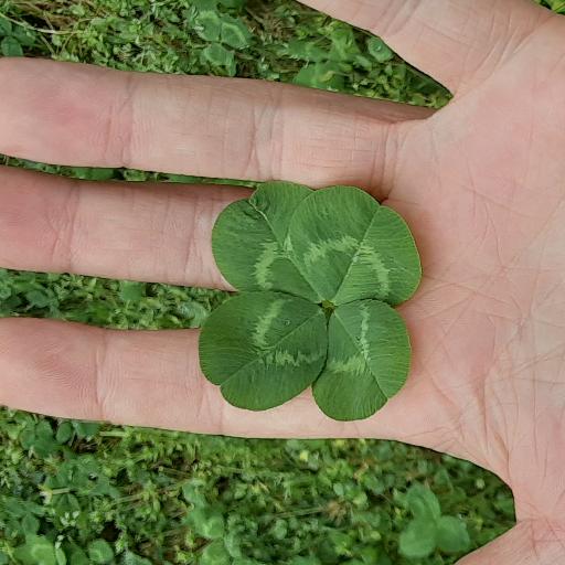 Clover_King