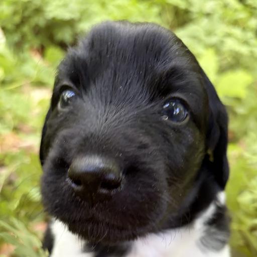 SilentGhost26