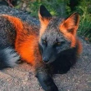 Firefox1982