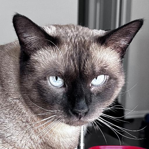 FelixCat