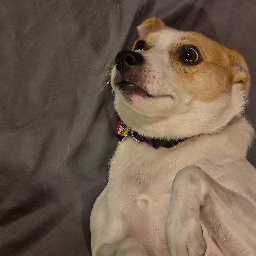 DYNAMITEDOG
