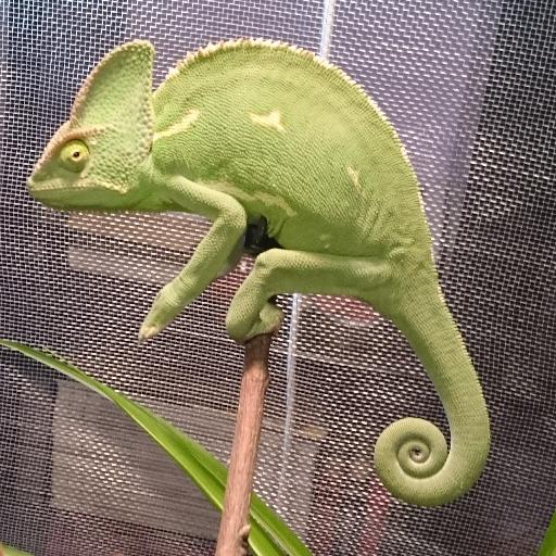 Zamarro