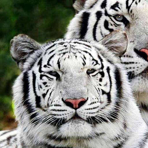 Whitetigers1965