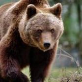 LandOfBears