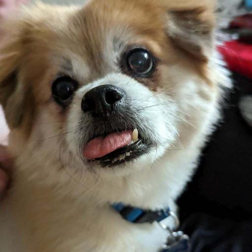 Teddy4President