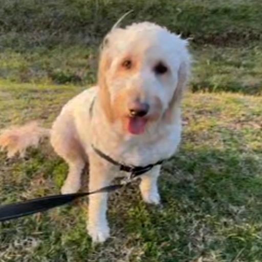 Molly_Dog