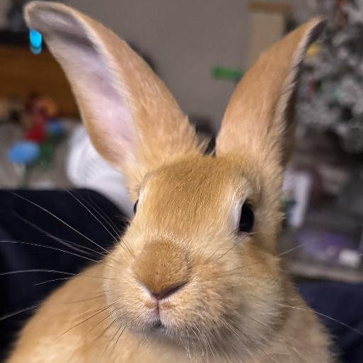 Bunnyman39