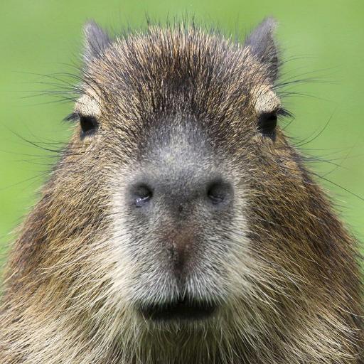 Original_HiPPo_5