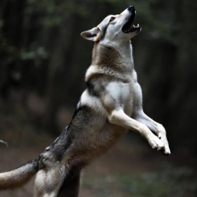 Wolfdance007