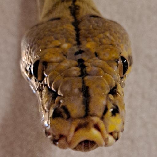 Snakegawd247