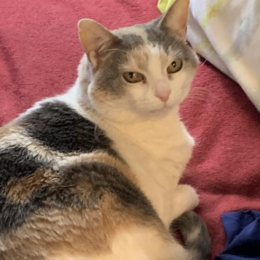Gwendolynny